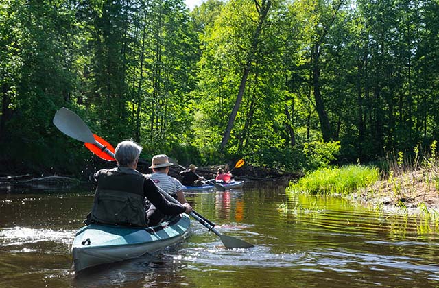 a group of adults negotiates a bend in the river on kayaks
