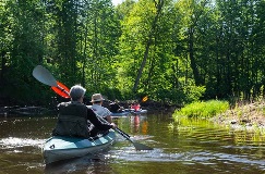 a group of adults negotiates a bend in the river on kayaks